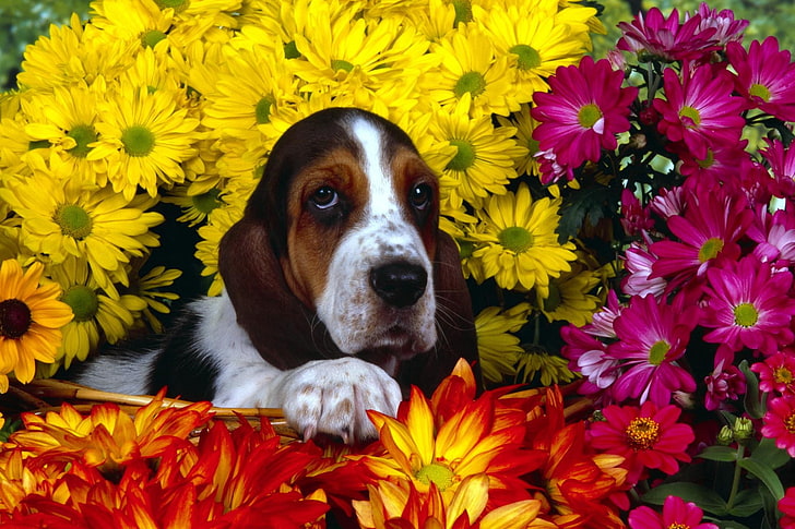 바셋 하운드, 동물, 개, 꽃, 담홍색, 노랑, HD 배경 화면