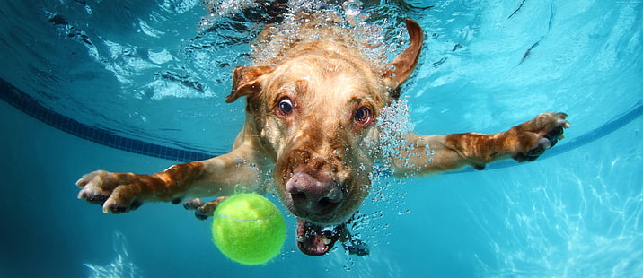 ラブラドール、かわいい動物、面白い、水中、犬、 HDデスクトップの壁紙 HD wallpaper