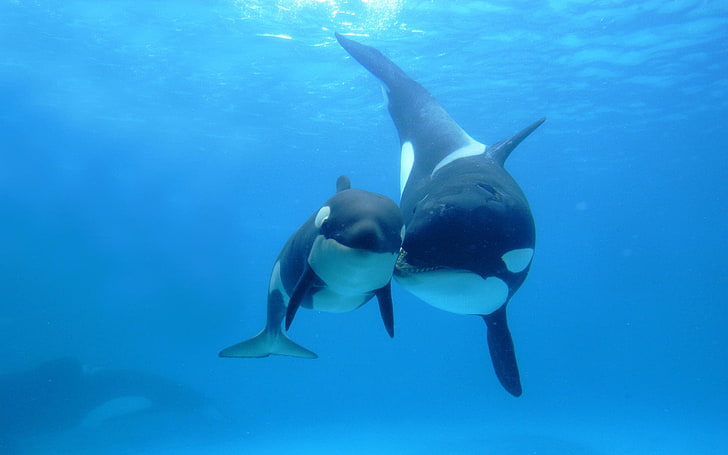 dua hiu paus hitam, lautan, spot, dua, ibu, anak, Orcas, Wallpaper HD