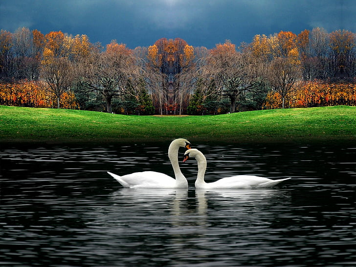 Birds, Animal, Bird, Fall, Mute Swan, Pond, Swan, HD wallpaper