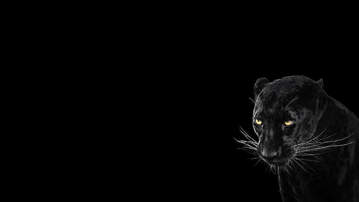 เสือดำ, พื้นหลังสีดำ, เย็น, สัตว์, เสือดำ, พื้นหลังสีดำ, เย็น, สัตว์, 2560x1440, วอลล์เปเปอร์ HD