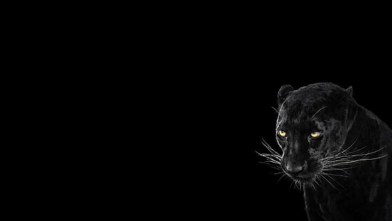 Panther, Black Background, Cool, Animal, panther, black background, cool, animal, 2560x1440, HD wallpaper HD wallpaper