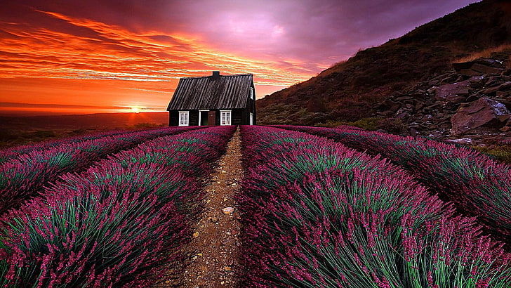 sky, field, flower, sunset, dawn, landscape, grass, sunlight, evening, lavender, house, farm, cloud, blossom, lavender field, blooming, HD wallpaper