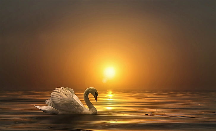 Birds, Animal, Mute Swan, Sunset, Swan, HD wallpaper
