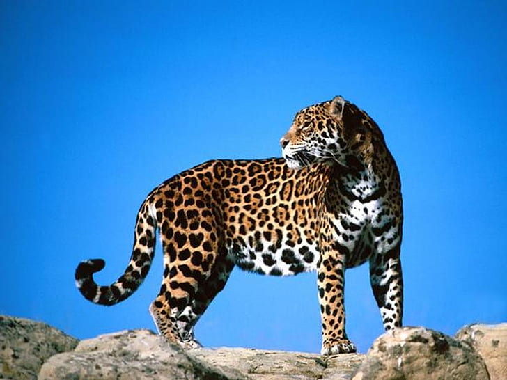 c'mon slow poke Big Cats Leopard HD, female leopard, animals, cat, leopard, big cats, HD wallpaper