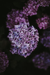 hortensia, inflorescencia, lila, rosa, arbusto, Fondo de pantalla HD HD wallpaper