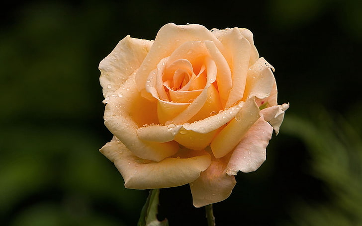 beige rose, rose, flower, bud, drop, freshness, HD wallpaper