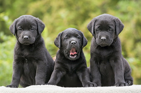 Labradors, Retriever, Welpen, drei, lustig, Labradors, Retriever, Welpen, drei, lustig, HD-Hintergrundbild HD wallpaper