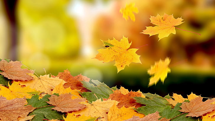 Кленови листа, падащи през есента, Клен, Листа, Падащи, Есен, HD тапет