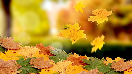 Ahornblätter fallen im Herbst, Ahorn, Blätter, fallen, Herbst, HD-Hintergrundbild HD wallpaper