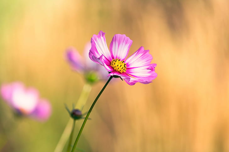 selective photo of pink and white petaled flower, Cosmos, selective, photo, pink, white, flower  flower, flowers, floral, macro, closeup, Denver Botanic Gardens, Colorado, summer, bokeh, nature, plant, flower, cosmos Flower, outdoors, meadow, beauty In Nature, close-up, HD wallpaper
