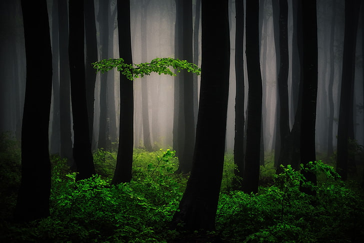 Art de la forêt mystérieuse, Fond d'écran HD