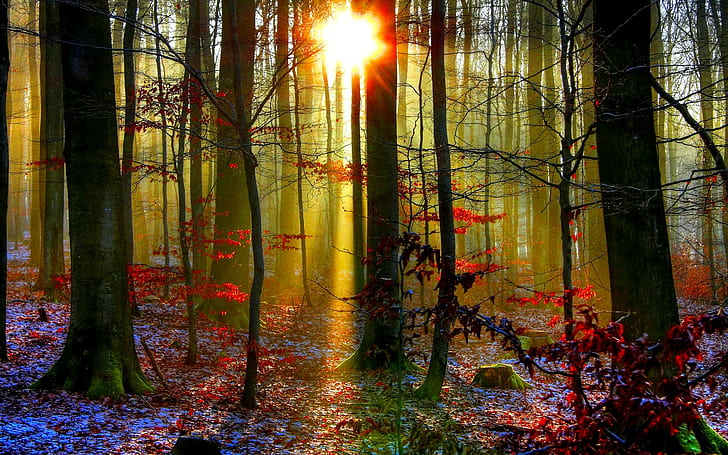 Autumn Shine, fotografia krajobrazowa drzew leśnych, przyroda, las, słońce, jesień, przyroda i krajobrazy, Tapety HD