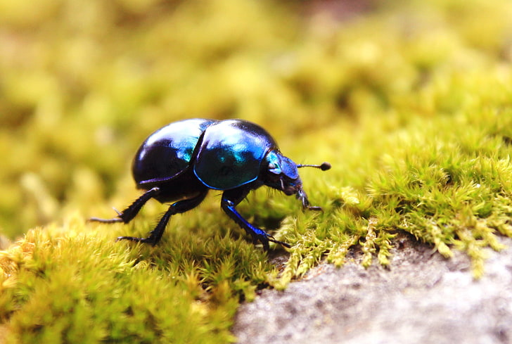 scarabeo stercorario nero, scarafaggi, insetto, muschio, macro, natura, animali, Sfondo HD