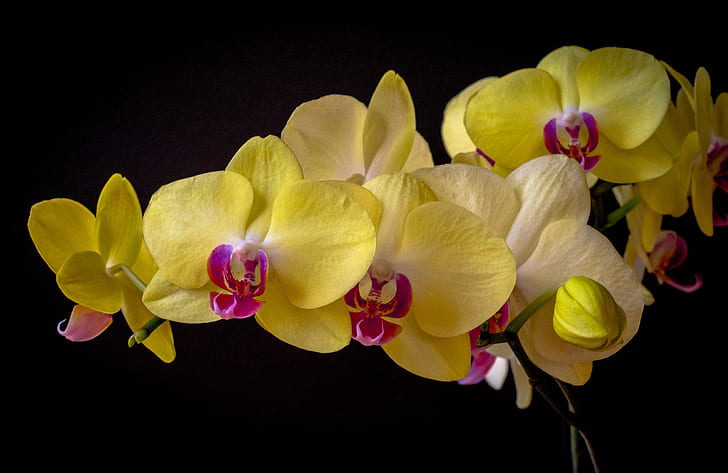 Орхидея, фаленопсис, темный фон, HD обои