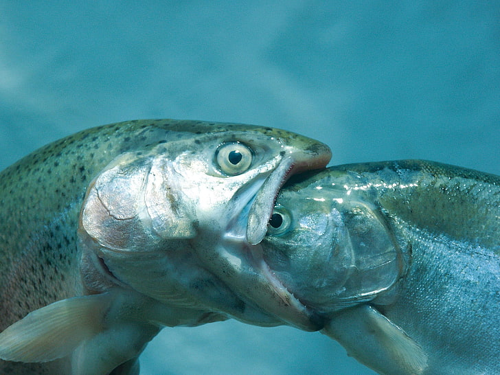 Fisch frisst einen anderen Fischkopf, Fisch, Augen, Wasser, HD-Hintergrundbild