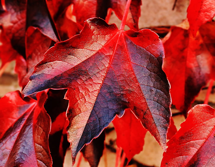 붉은 잎, 아이비, 나뭇잎, 붉은, HD 배경 화면
