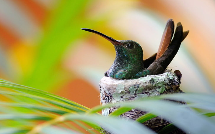 burung hijau dan coklat, tanaman, burung, hewan, makro, colibri (burung), burung kolibri, Wallpaper HD