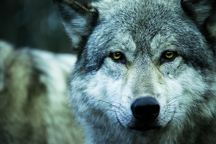الذئب ، الحيوانات، خلفية HD