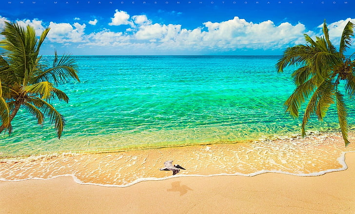 green ocean water under blue sky, nature, landscape, sand, beach, sea, palm trees, birds, flying, clouds, tropical, Caribbean, summer, HD wallpaper