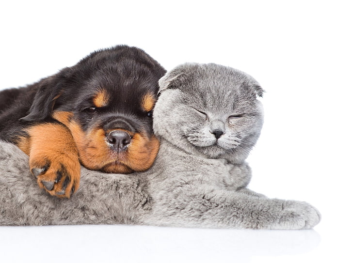 Animal, Cat & Dog, Adorable, Cat, Dog, Puppy, Rottweiler, HD wallpaper