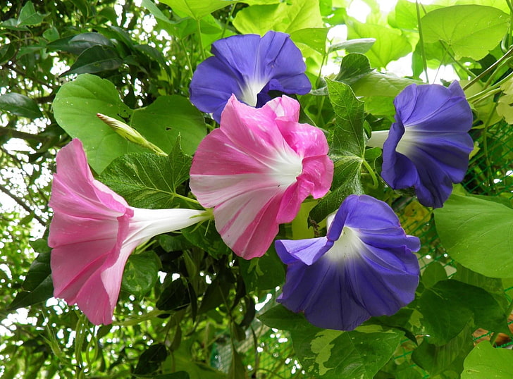flores de pétalos de color púrpura y rosa, gloria de la mañana, enredaderas, flores, verde brillante, Fondo de pantalla HD