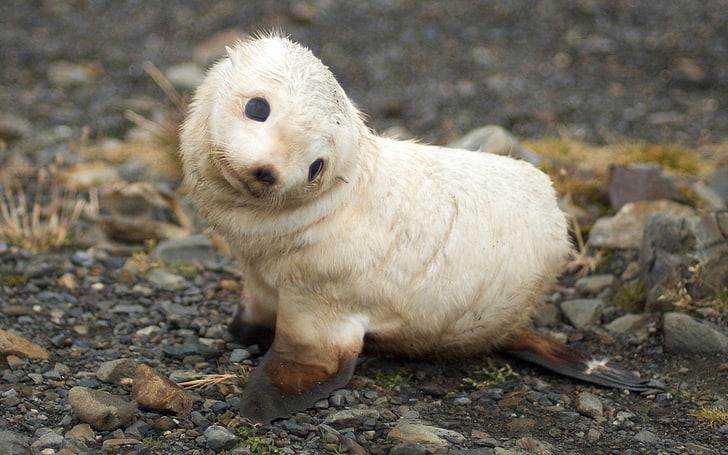 baby monk seal, white, cute, Animal, HD wallpaper
