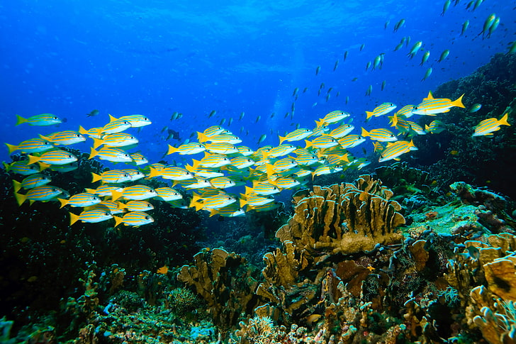 school of yellow-and-silver fishes, fish, algae, nature, pack, the bottom of the sea, flock, the nature, the sea bottom, Carly, HD wallpaper