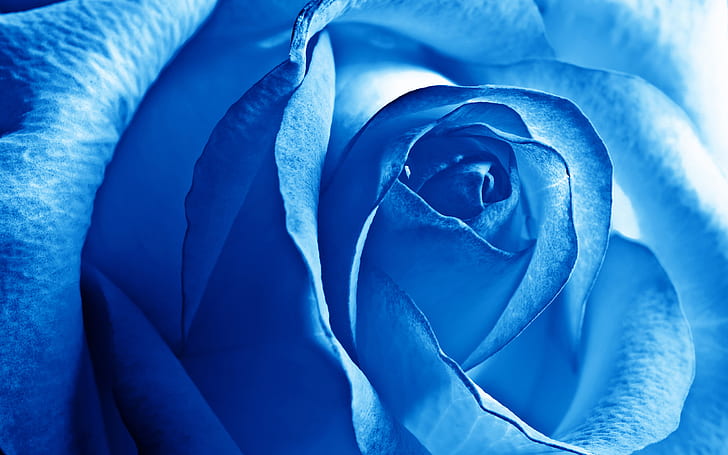 Blue Rose HD, blue, flowers, rose, HD wallpaper