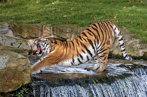 оранжевый тигр, полоски, поза, водопад, хищник, пасть, клыки, дикая кошка, зевки, зоопарк, амурский тигр, растяжка, разминка, HD обои HD wallpaper