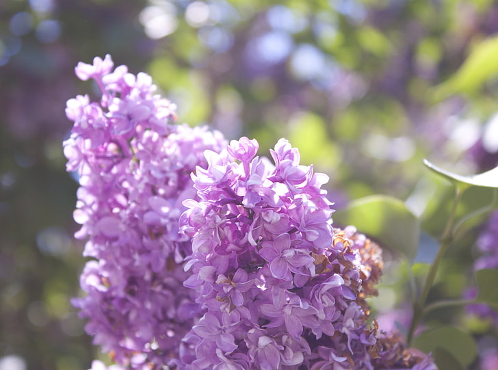 Flores de color rosa, flores de color lila púrpura, estaciones, primavera,  Fondo de pantalla HD | Wallpaperbetter