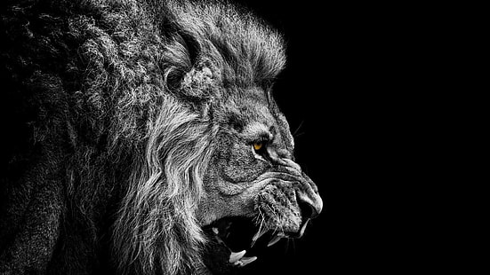 fondos de pantalla en escala de grises del león, león, monocromo, coloración selectiva, dientes, ojos, oscuros, animales, Fondo de pantalla HD HD wallpaper