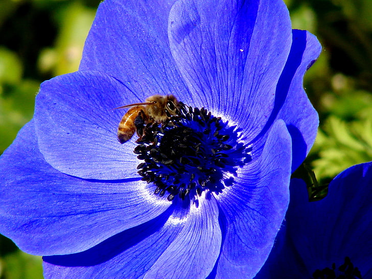 flor de anémona púrpura, flor, abeja, naturaleza, Fondo de pantalla HD