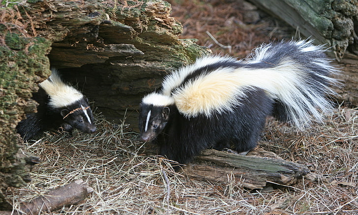 two black-and-white skunks, skunks, tail, grass, hole, HD wallpaper