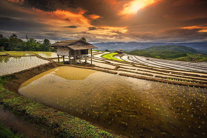 brown hut, rice paddy, terraces, hut, water, clouds, hills, field, shrubs, Thailand, nature, landscape, HD wallpaper