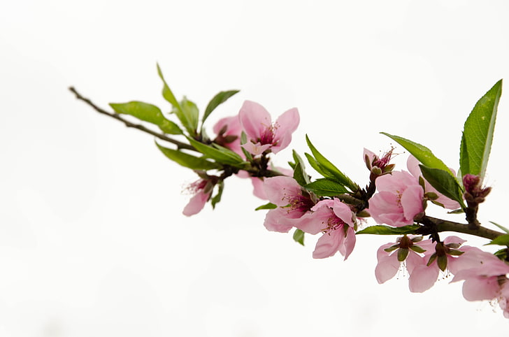 สภาพแวดล้อมธรรมชาติดอกไม้สีชมพู, วอลล์เปเปอร์ HD