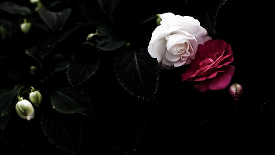 fleurs blanches et rouges, fleurs, rose, sombre, plantes, fleurs rouges, fleurs blanches, Fond d'écran HD HD wallpaper