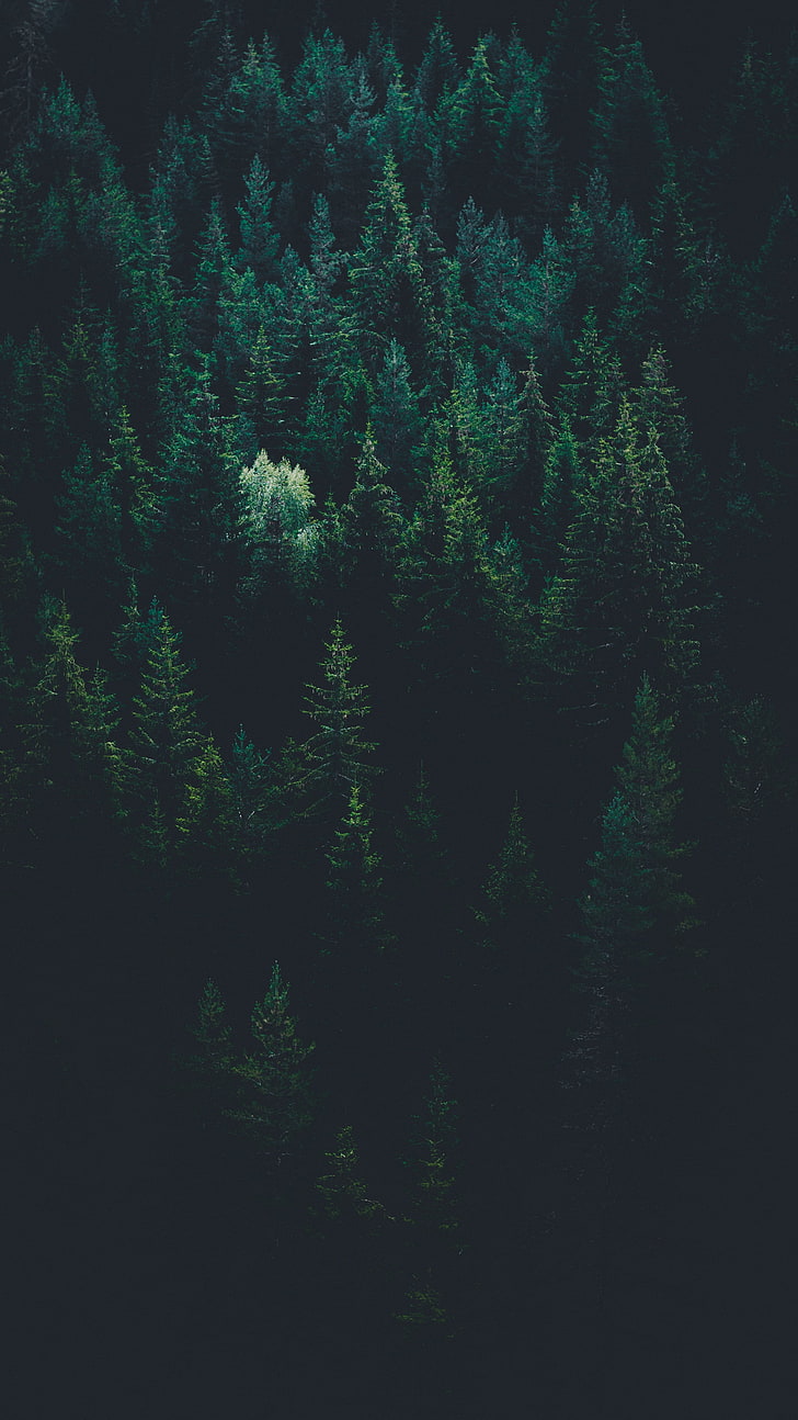 arbres à feuilles vertes, arbres, vue de dessus, forêt, sombre, Fond d'écran HD, fond d'écran de téléphone