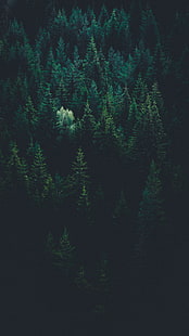 árvores folhosas verdes, árvores, vista superior, floresta, escuro, HD papel de parede HD wallpaper