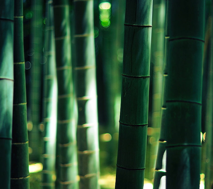 bamboo, sunlight, bokeh, depth of field, nature, HD wallpaper