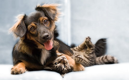 Teman anjing kucing, Kucing, Anjing, Teman, Wallpaper HD HD wallpaper