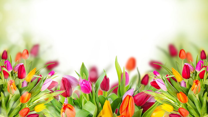 tulip, spring, flower, plant, tulips, blossom, bouquet, garden, floral, flowers, bloom, petal, april, flora, leaf, color, season, stem, field, blooming, colorful, summer, vibrant, gift, day, pink, bright, fresh, yellow, seasonal, plants, dutch, petals, decoration, freshness, grass, love, growth, holland, bunch, HD wallpaper