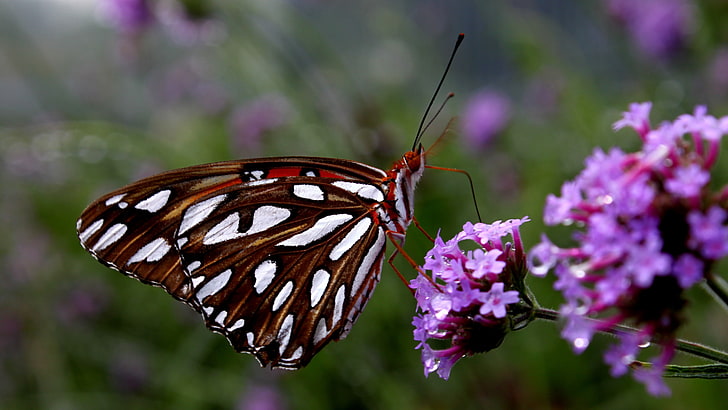 Breitbild-Schmetterling, HD-Hintergrundbild