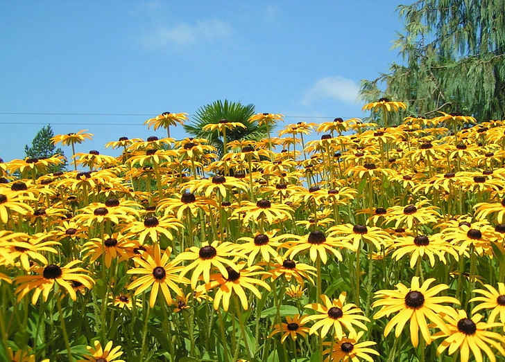 żółty ogród kwiatowy, rudbekia, kwiaty, żółty, niebo, trawnik, Tapety HD