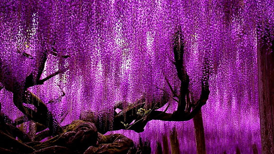 printemps, glycine, parc de fleurs d'ashikaga, japon, asie, arbre de glycine, ashikaga, arbre pourpre, incroyable, floraison, arbre en fleurs, magnifique, Fond d'écran HD HD wallpaper