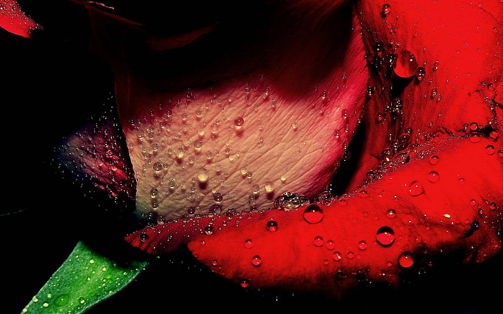 red rose, macro, rose, water drops, flowers, dew, red flowers, HD wallpaper