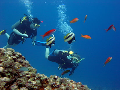 sub, immersioni, pesce, oceano, scuba, mare, sott'acqua, Sfondo HD HD wallpaper