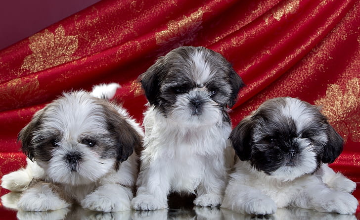anak anjing, trio, Shih Tzu, Wallpaper HD
