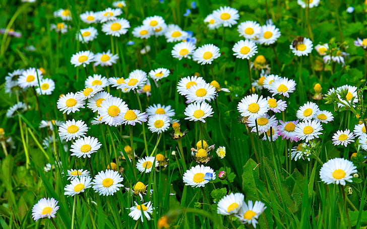 Vita tusensköna blommor, gräs, löv, gröna, vita vanliga prästkragar, Vita, Daisy, blommor, gräs, löv, gröna, HD tapet