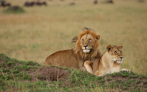 lion and lioness, 2 brown lion, lion, lioness, couple, HD wallpaper HD wallpaper